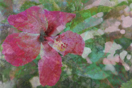 pink hibiscus painting soft backgroundの写真素材