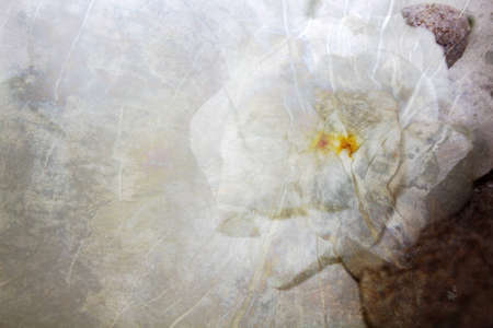 soft jasmine texture backgroundの写真素材