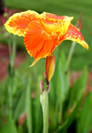 canna lilly September, Orlando, FLの写真素材