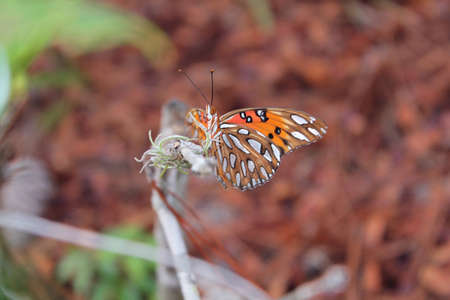 orange butterfly nibbling on bush brown backgroundの写真素材