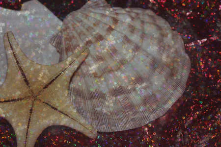 shells and starfish in covered in sparkles background