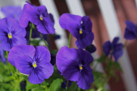 pansies on the porch