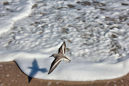 sandpiper flies over wave foam at beachの写真素材