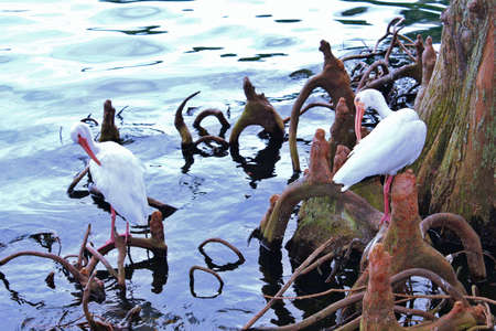 egrets clean themselves on tree roots at lake