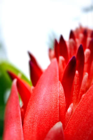 red tropical floral leaves point of focus soft backgroundの写真素材