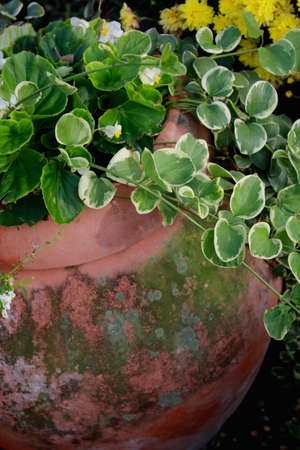 clay pot with over flowing vines and flowers