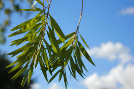 tropical green leaves blowing in wind against blue sky