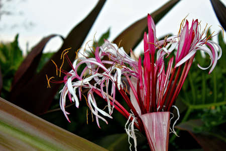 pink and white tropical orchids against green leavesの写真素材