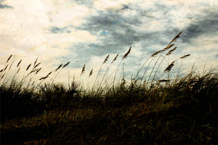 tall grasses on beach dunes as sun sets background