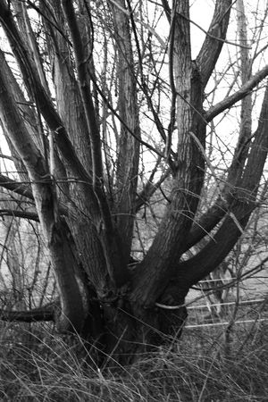 arbre arbre
