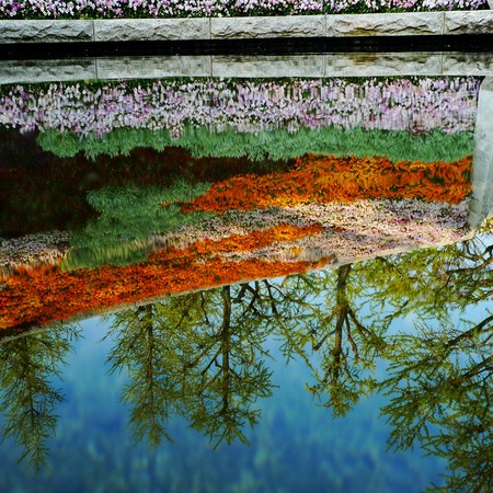 Spring flowers and trees reflected on the pond in a park.の写真素材