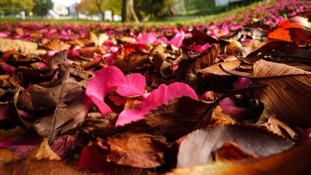 Pink petals among fallen leavesの写真素材