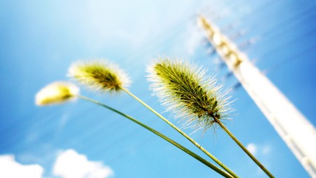 Green foxtails under the clear blue sky. Comparing their height with the electrical pole.の写真素材