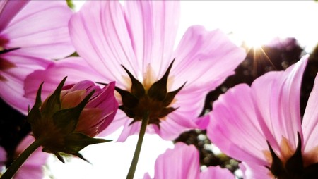 Pink cosmos flower enjoying a sunny day.の写真素材
