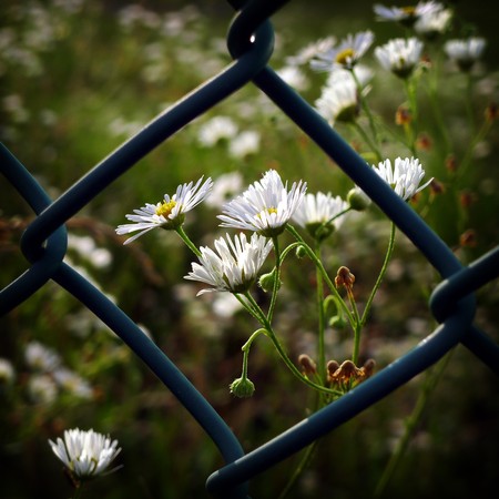 Tiny white flowers beyond the lattice fence.の写真素材