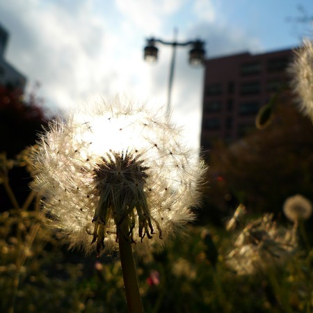 Sunlight through a dandelion puffball. Found at a roadside in Tokyoの写真素材