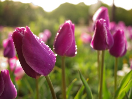 Purple Tulip with Rain Dropsの写真素材