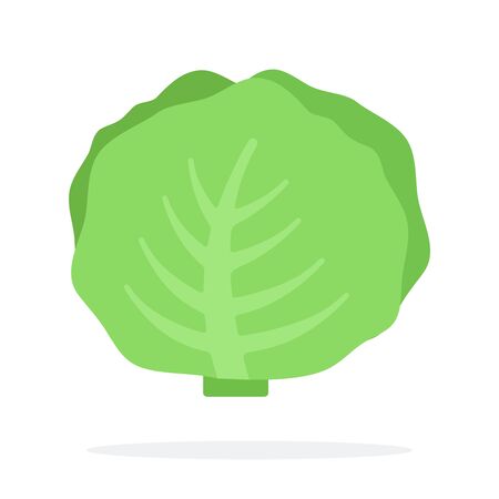 Whole cabbage vector flat material design isolated on whiteのイラスト素材