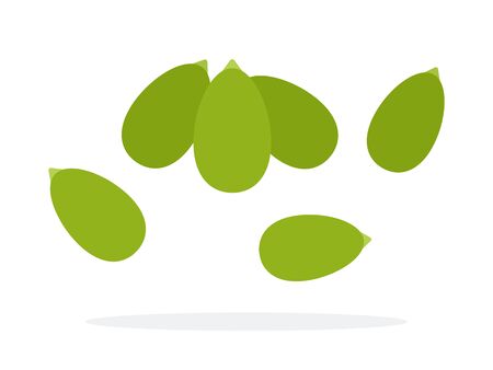 Peeled Pumpkin Seeds vector flat material design isolated on whiteのイラスト素材