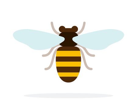 Bee front view vector flat material design isolated on whiteのイラスト素材