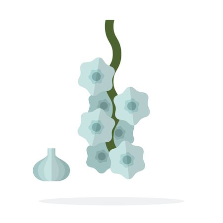 Garlic in a bunch and a head of garlic near vector flat material design isolated on whiteのイラスト素材