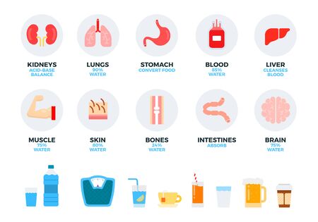 Parts of human body, muscles, skin, bones and internal organs, kidneys, lungs, liver, intestines with percentage of water, fluids, various drinks vector illustration in flat design Isolated on white.のイラスト素材