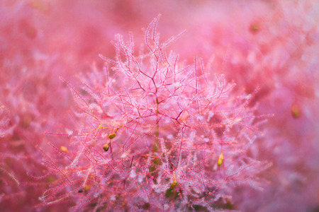 Bright pink moss macro shotの写真素材
