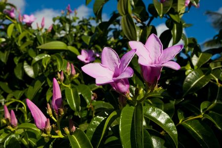 Purple flowers on tropical islandの写真素材