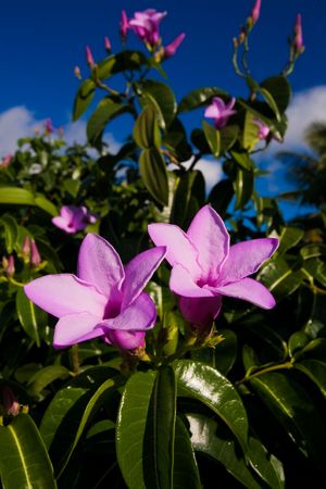 Purple flowers on tropical islandの写真素材