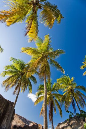 Palm trees on tropical islandの写真素材