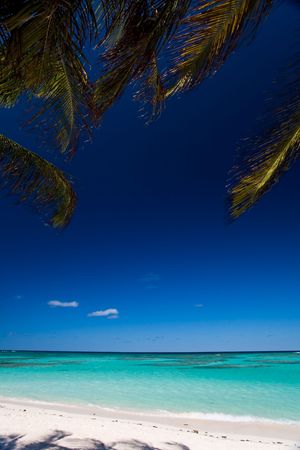 Palm tree branches swaying above turquoise waters on tropical islandの写真素材