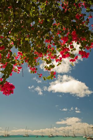 Colorful tree at harbour near turquoise waters of tropical islandの写真素材