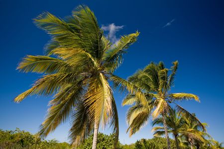 Palm trees on tropical islandの写真素材