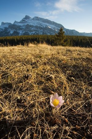 Crocus flower blooming in the mountainsの写真素材