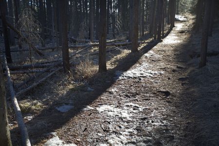 Sunlit path in forest of the Canadian Rocky Mountainsの写真素材