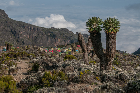 The Barranco campsite on Kilimanjaro with some large Senecio trees on the rightのeditorial素材
