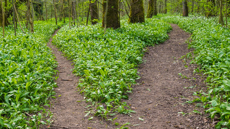 Diverging paths in woodland, the less trodden path or the main path