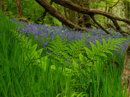 The carpet of intense blue under the opening tree canopy is one of our greatest woodland spectacles in springtimeの写真素材