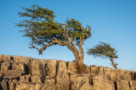 Two hawthorn trees amonst limestone pavement on Twistleton Scar above the village of Ingleton in the Yorkshire Dalesの写真素材