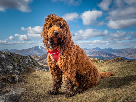 Young cockapoo puppy sitting on the summit of Ben Venue, Trossachs National Park in Highlands of Scotlandの写真素材