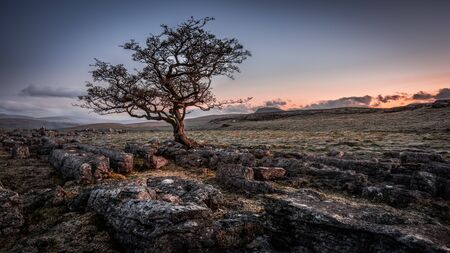 A lone weathered tree in amongst the limestone pavement of the Yorkshire Dales National Parkの写真素材