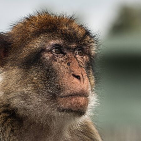 The Barbary macaque (Macaca sylvanus) is the only macaque species found outside of Asia and the only primate species found north of the Sahara in Africa.の写真素材