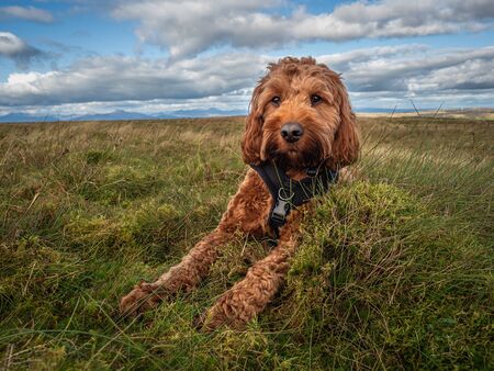 A young red Cockapoo puppy enjoying a rest from hillwalking in Scotlandの写真素材