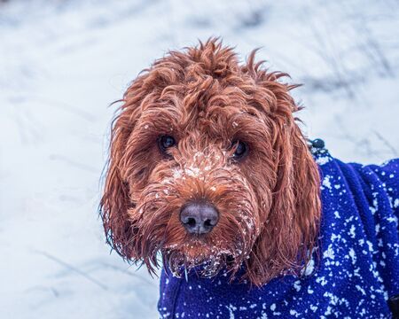 A young cockapoo dog covered with the snow on  Meall nan Tarmachan a hill in the Scottish Highlands with a purple coatの写真素材
