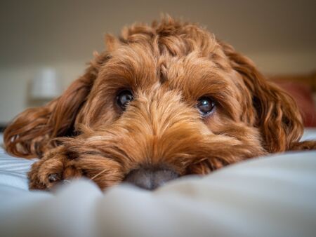 A young red cockapoo lying on a soft bed and watching his ownerの写真素材