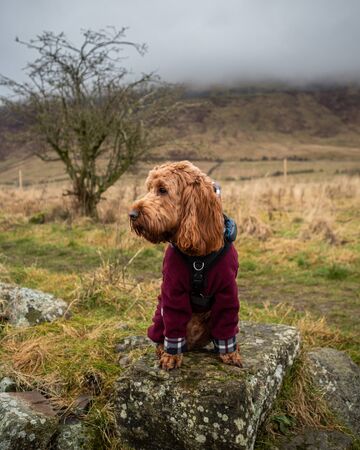 An outdoor portrait of an apricot cockapoo dog in the Scottish countryside during an  walk on...