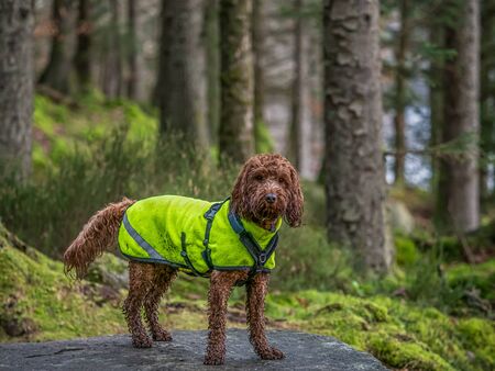 An outdoor portrait of an apricot cockapoo dog in the Scottish countryside during an  walk at Loch...