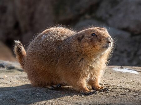 The black-tailed prairie dog is a member of the squirrel family and is closely related to the ground...