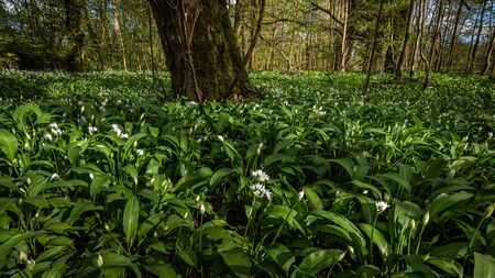 Wild Garlic flowers, Allium ursinum, growing on the forest floor in a woodland near Lennoxtown, Scotlandの写真素材