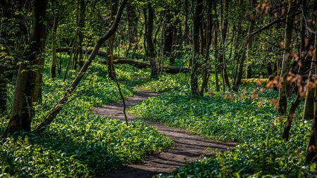 A forest trail through an old woodland covered in wild garlic flowers
